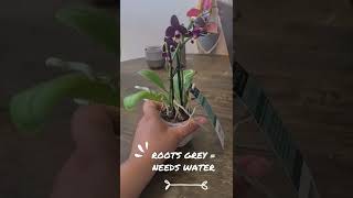 How to care for your first orchid  When to water and where to keep it [upl. by Bastian592]