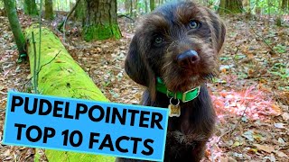 Pudelpointer  TOP 10 Interesting Facts [upl. by Aekim635]