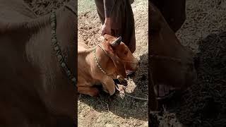 Alkalosis in cattle cattlefarm buffalofarming goatdisease [upl. by Eilsel968]