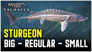 Assassins Creed Valhalla  Sturgeon Fish Locations Big  Regular  Small [upl. by Proudlove]