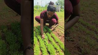 Transgenders daily vlog  farming  traditionalagriculture  landfarming  srirajini [upl. by Darren602]