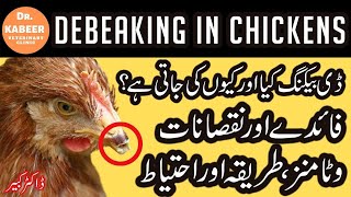 Debeaking Procedure in Poultry Farming Pakistan  Beak Trimming in Chickens [upl. by Nowahs967]