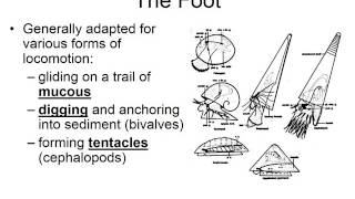 Phylum Mollusca notes part 1 [upl. by Anaiek]