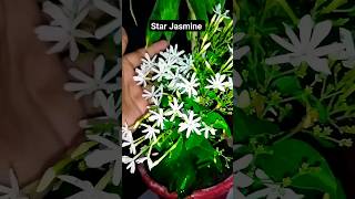 Star Jasminefragrance flower gardening flower fragrance jasmine star gardening decor np [upl. by Gautious893]