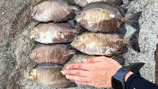 Rabbitfish Fishing Frenzy at Changi Bay Point [upl. by Adine]