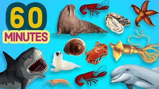 60 Minutes LEARN OCEAN ANIMALS In English [upl. by Anuayek]