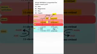 NEETPG BIOCHEMISTRY MCQs  Walds Visual Cycle [upl. by Neukam438]