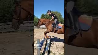 Dienstag spring Training in Alt Zeschdorf ❤️ music song rock sorts horse reiten viral pony [upl. by Werna]