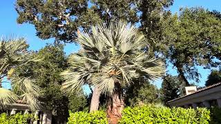 The gorgeous Mexican Blue Palm Brahea armata [upl. by Donn]