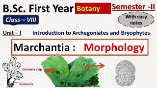 Marchantia morphology [upl. by Meredithe]