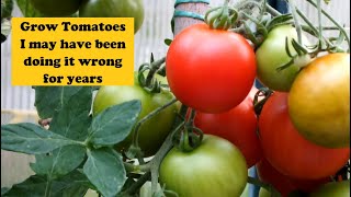 Grow Tomatoes Have I been doing it all wrong for all these years Lets try a little experiment [upl. by Liz690]