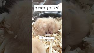 참치동생 곰치🐠💛 Tuna hamsters younger brother moray eel shorts 햄스터 ハムスター pets [upl. by Enairb]