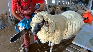 Shearing OVERGROWN matted SHEEP  Must Watch [upl. by Acul]