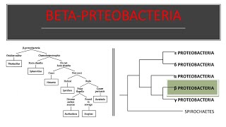 BETA PROTEOBATERIA VOLUME 2 OF BERGEYS MANUAL [upl. by Arrio]