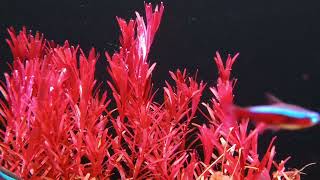 Aquatic Stem plants dutchstyleaquascape [upl. by Aicena635]