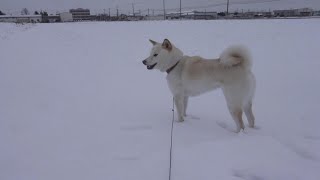 雪が大好きな白柴犬を真っ白な畑に連れてきたら犬全開になった笑 [upl. by Nee]