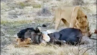 Lion Hunt ❗️ Lions Tear Off And Eat Testicles Of A Still Alive Wildebeest [upl. by Carny]