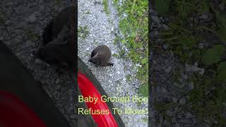 Baby Ground Hog Is Fearless As I Grade Our Road [upl. by Kerk]