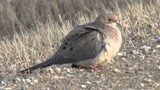 Mourning Dove coo calling NE of Regina SK Canada April 22 2014 [upl. by Arval]