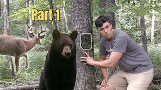 My Best Compilation of Trail Cam Videos Yet  MA Berkshires part 1 [upl. by Zorana320]