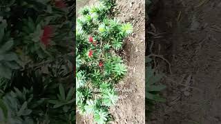 Callistemon Little John Rincebouteilles Myrtaceaeplants plantslover africa [upl. by Yoo510]