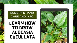 How To Grow Alocasia Cucullata Buddhas hand Infos [upl. by Leidgam]