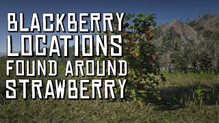 Blackberry Locations found around Strawberry  Red Dead Online [upl. by Anahcar]