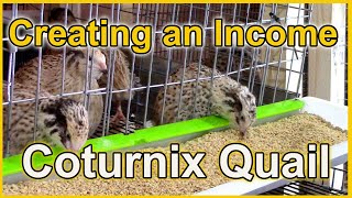 Making Money with Coturnix Quail [upl. by Callum]