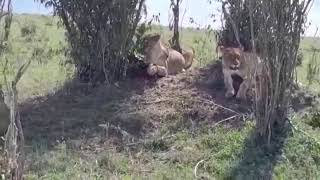 Lions feasting on a warthog  A rare hunt sight in Amboseli National Park Kenya [upl. by Enaamuj]