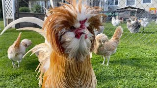 Fency “Broody”Rooster 😳😂🤣 [upl. by Tongue467]