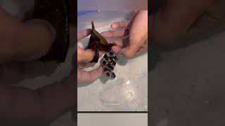 Man Rescue A Shark Egg😍 [upl. by Eenhat]