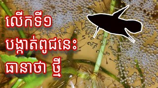 បង្កាត់ត្រីក្រឹមក្ដារ Breeding Croaking Gourami [upl. by Candi]