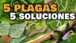 5 PLAGAS en las Plantas y sus INSECTICIDAS CASEROS  ELIMINA las Moscas Blancas Pulgones Orugas [upl. by Aicekal]