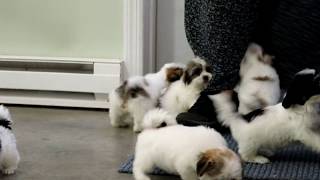 Havanese Puppies for Sale [upl. by Johnston]