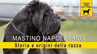 Mastino Napoletano  Storia e Origini della razza [upl. by Tartan]