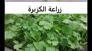 كزبره طرق زراعة من بذرة حتى حصول على نبات قوى Coriandrum sativum حلقة 63 [upl. by Thibaud479]