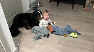 Baby and Bernese mountain dogs are best friends taking Benny to the dog park [upl. by Icul]