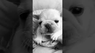 Cute puppy voice frenchie frenchbulldog pup puppy baby cute fypage [upl. by Enttirb]