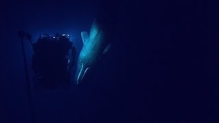 Rare Sperm Whale Encounter with ROV  Nautilus Live [upl. by Lingwood973]