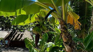 polynesian cultural center 2 [upl. by Eirelav]