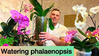 WATERING PHALAENOPSIS It’s easy Orchids in glass and regular pots [upl. by Assirem]