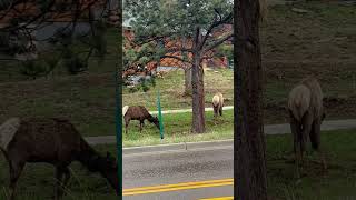 Elks down the street  Estes Park Colorado estespark elks colorado rockymountainnationalpark [upl. by Cristoforo]