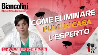 ⚠️​😢​ Pulci in casa ecco come difenderti 😢​⚠️​ [upl. by Keung]