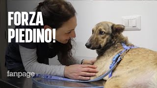 Aveva le zampette divorate dai topi Piedino è il primo cane al mondo che vive con quattro protesi [upl. by Arehc]