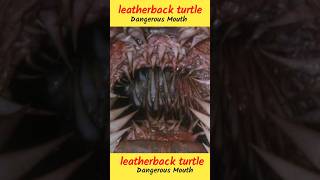 Leatherback sea turtle have dangerous Mouth shorts facts trending [upl. by Collie]