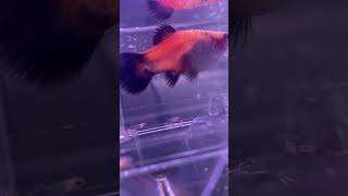 Platy fish giving birth [upl. by Afesoj716]