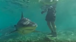 Swimming with Bull Sharks  CAUTION  Smart Sharks  BBC Earth [upl. by Ogeid]