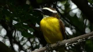 Megarynchus pitangua Boat billed Flycatcher [upl. by Adalia]