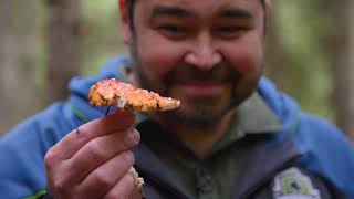 Mushroom Foraging with the Puget Sound Mycological Society  Washington Grown [upl. by Enerak]