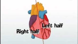 Human Body  Cardiovascular System  Kids Animation Learn [upl. by Yenwat]